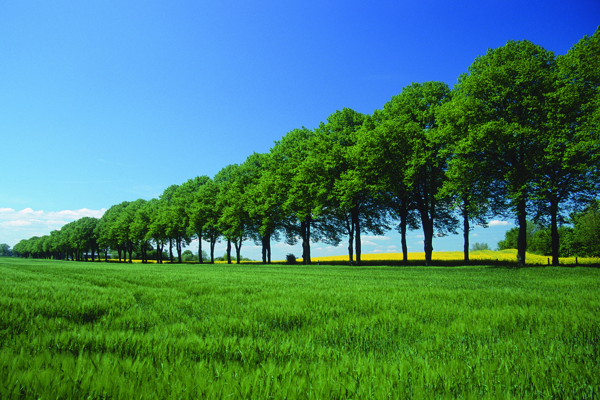 Baumallee, Getreidefeld, Sommer