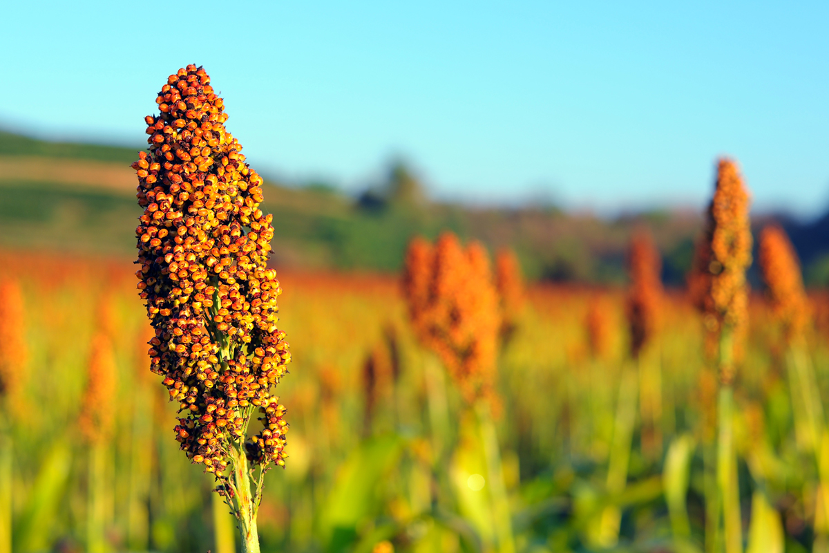 sorghum crop