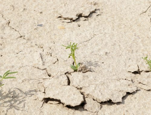 Online-Workshop: Klimaresiliente Böden – Ist Bauschutt eine Lösung für Grünflächen?