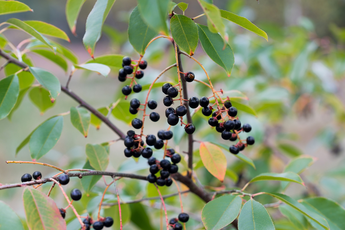 Späte Traubenkirsche, Prunus serotina Traubenkirsche Projekt PruCycle
