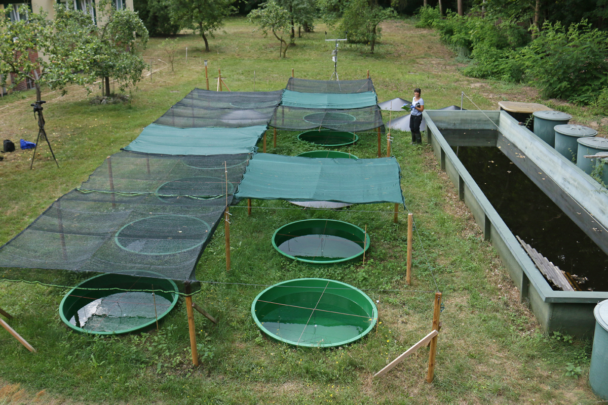 Aquakult_Projekt Institut für Binnenfischerei e.V., Potsdam Sacrow