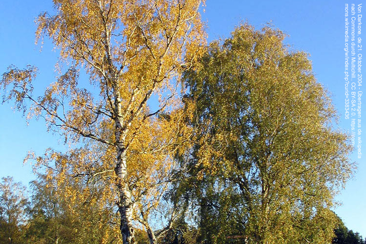 Birken_im_Herbst