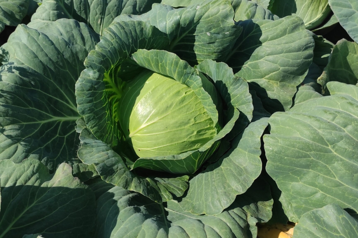 Kohl