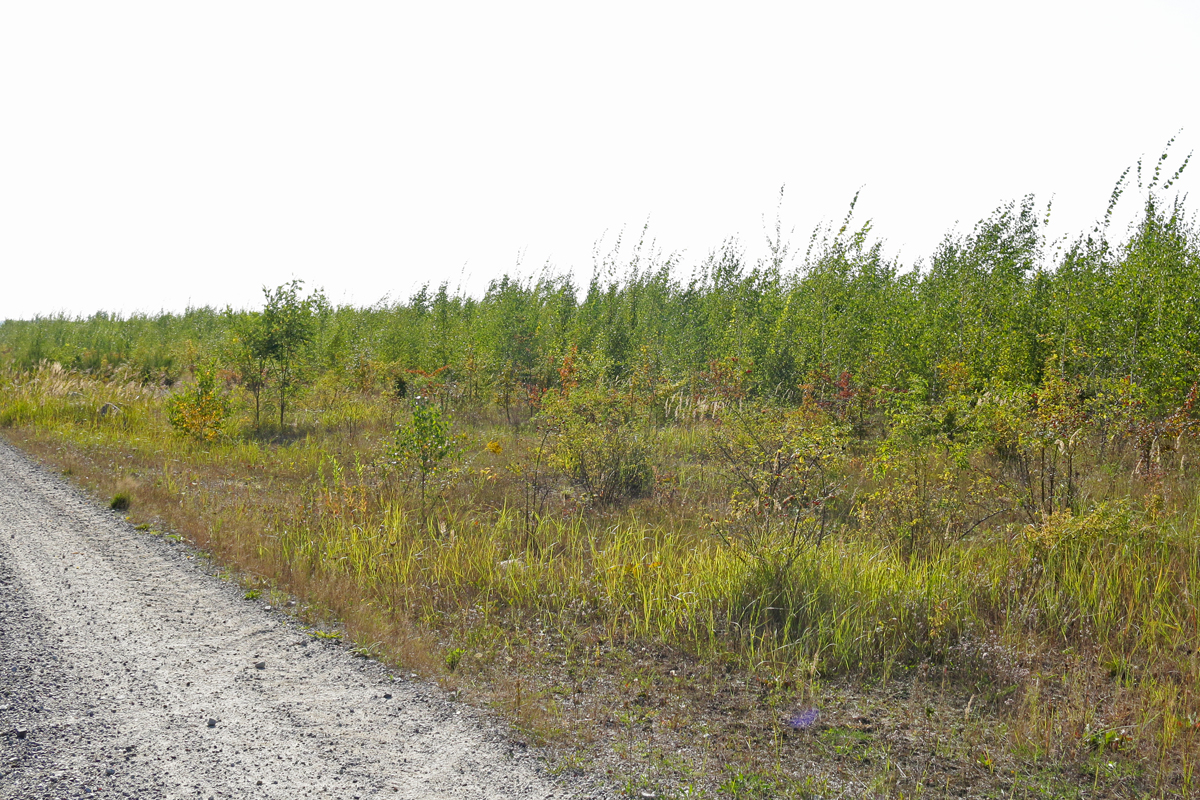 Wald_Elbe-Elster_Brandenburg