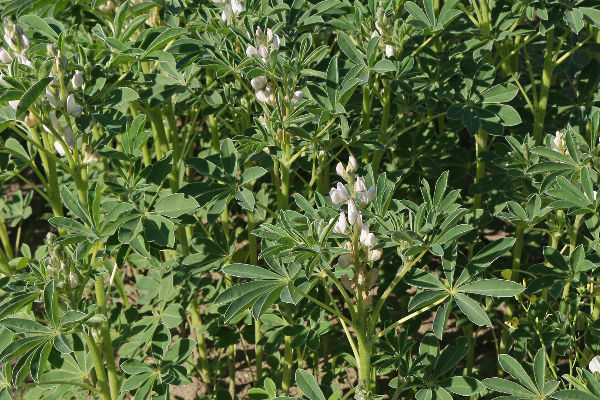 weiße Lupine