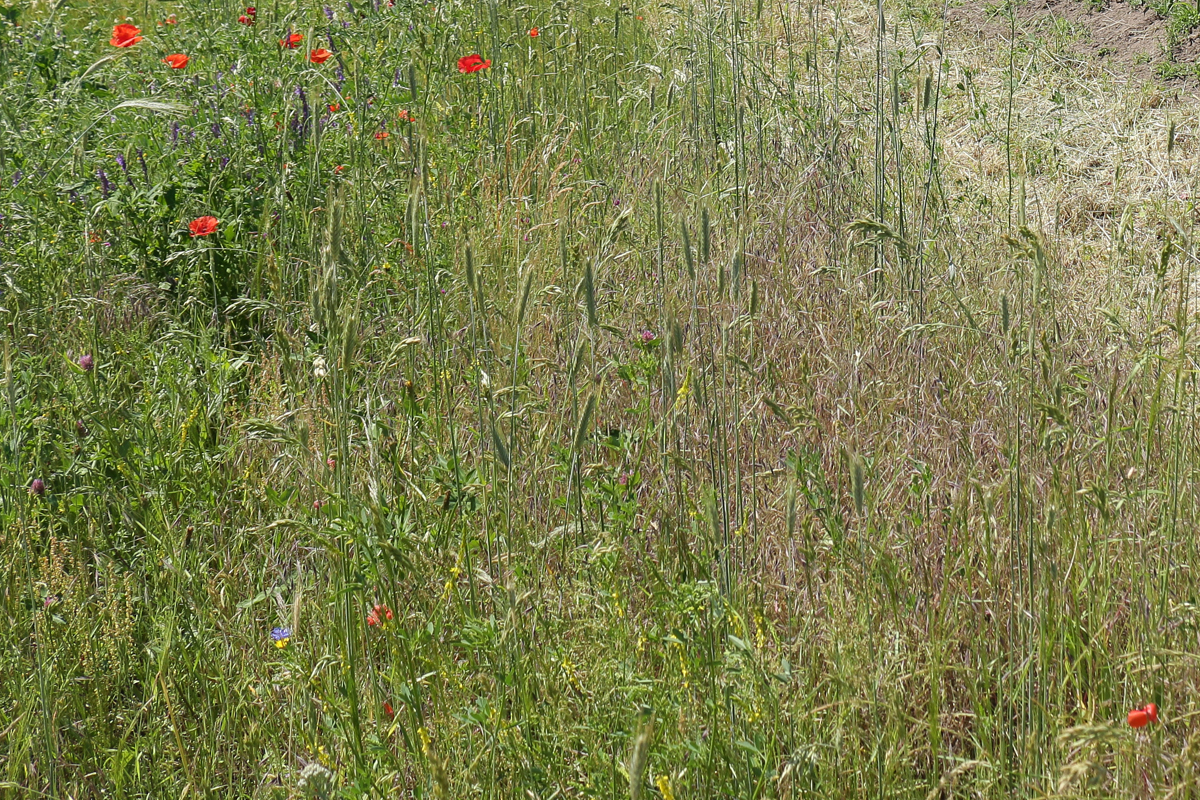 Wiese_Landschaftspflege_Schafe