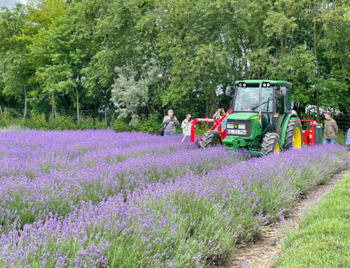 Lavendel-Feldtag des FIB