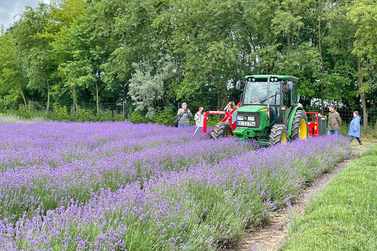 Lavendel-Feldtag des FIB 2024