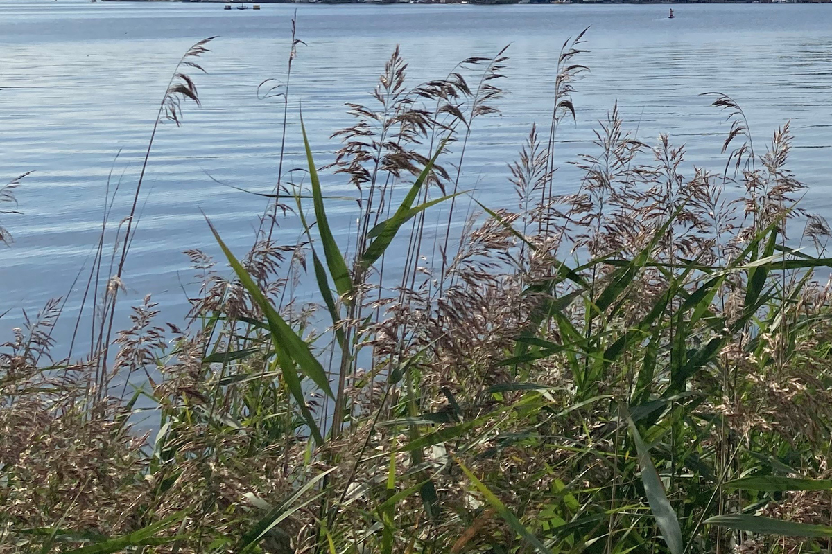 Wasser