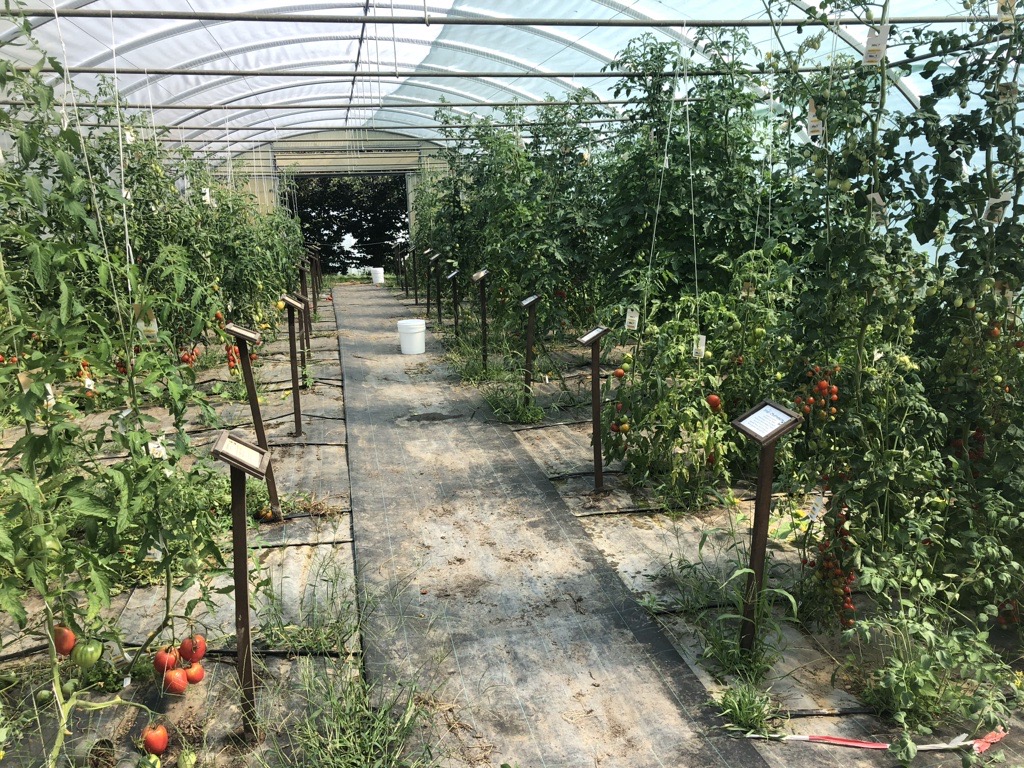 Tomaten-Pflanzen im VERN Schaugarten Greiffenberg