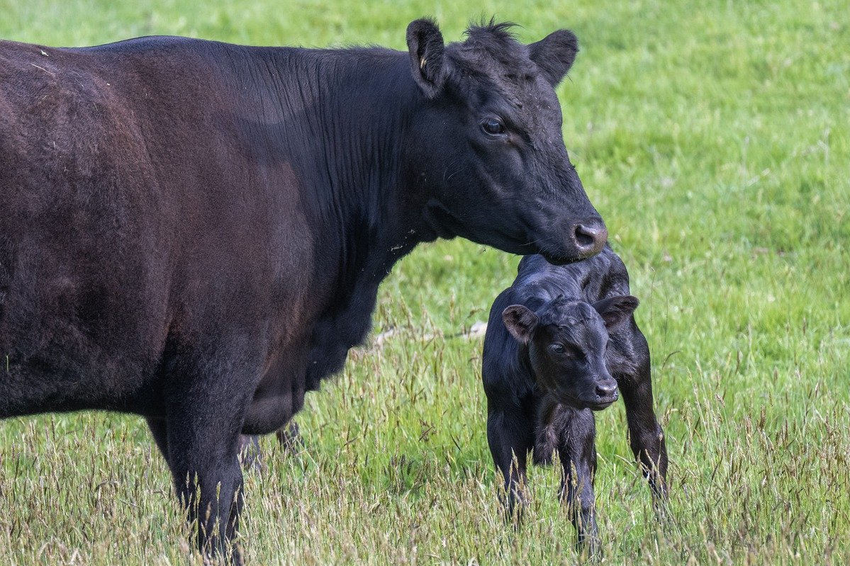 Angus Rind mit Kalb