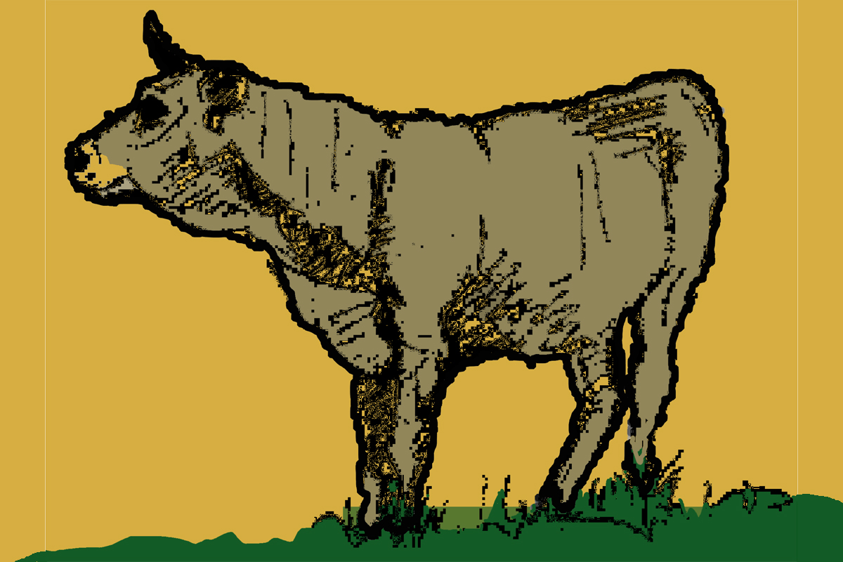 Rind auf einer Wiese. Bildquelle: Julian Delbrügge (ILU)