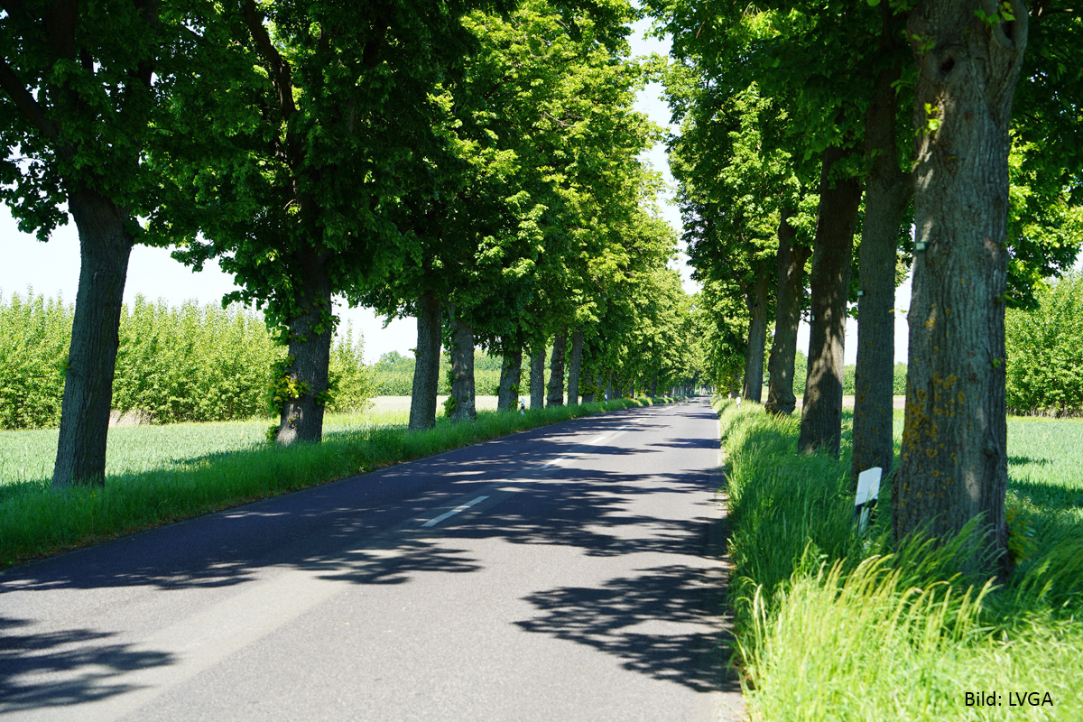 Eine Allee im Sonnenlicht des Frühlings.