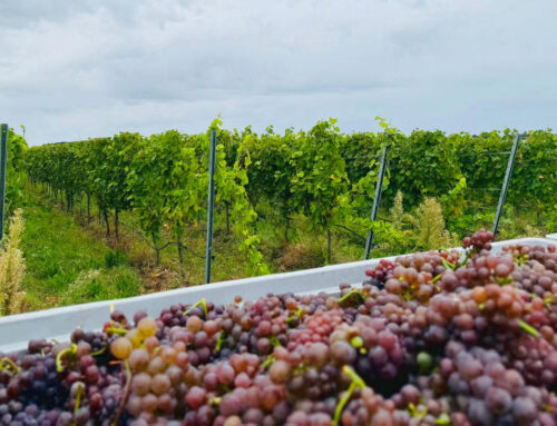 Vitis BB: Wo ist Brandenburgs Wein?
