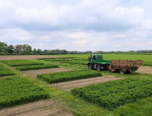 NetzWert SapoPlant: Saponin aus Leguminosen in Brandenburg – Diskussionsrunde