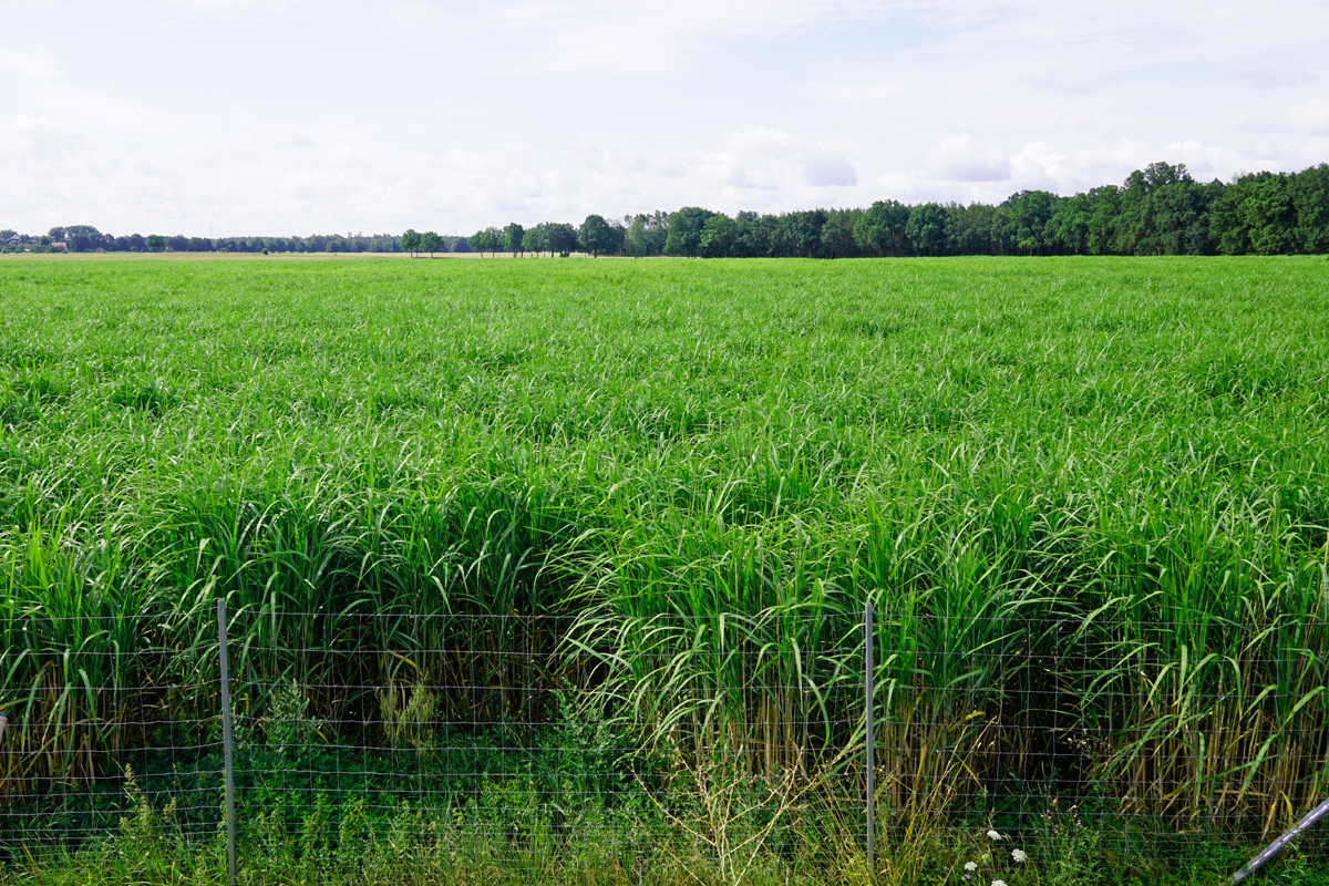 Miscanthus so weit das Auge reicht. Das lange Gras wird meist für die Biogasanlage genutzt.