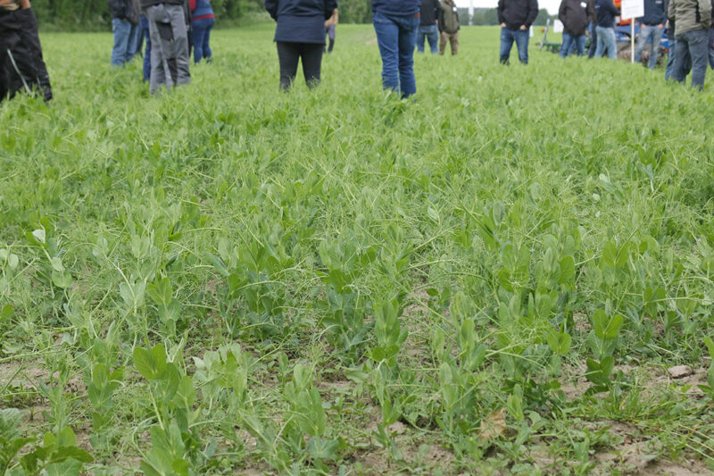 Fast kniehoch wächst hier die Erbse und hat sich schon ansatzweise miteinander verrankt. Foto: Julian Delbrügge (ILU)