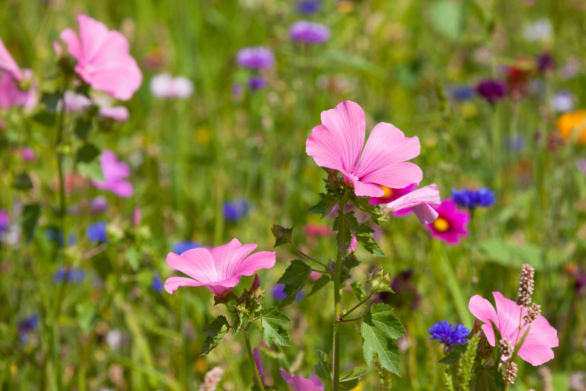 Nachhaltige Schnittblumen