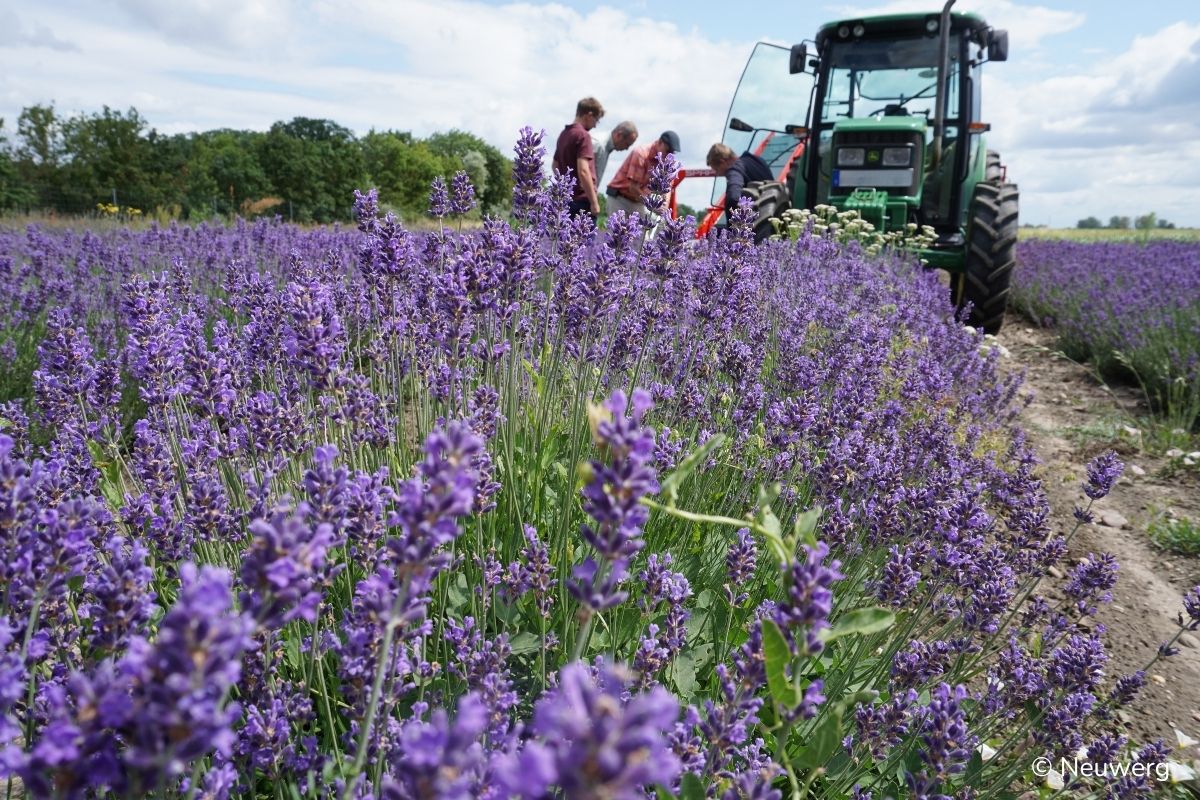 Violette blühendes Lavendelfeld mit einer Lavendelerntemaschine recht im Hintergrund