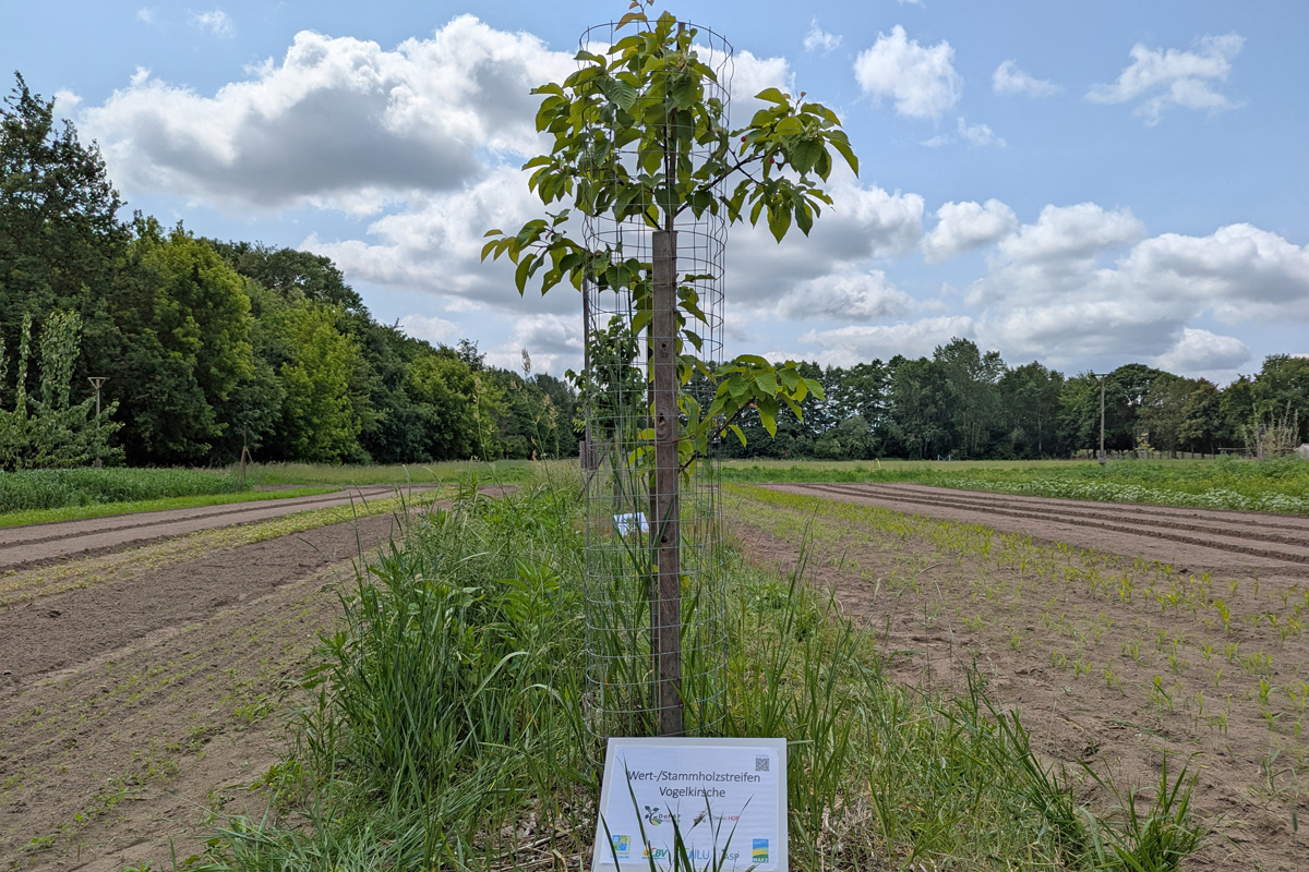 Eine Agroforstfläche in Brandenburg. Foto Sandra Marquard (ILU)
