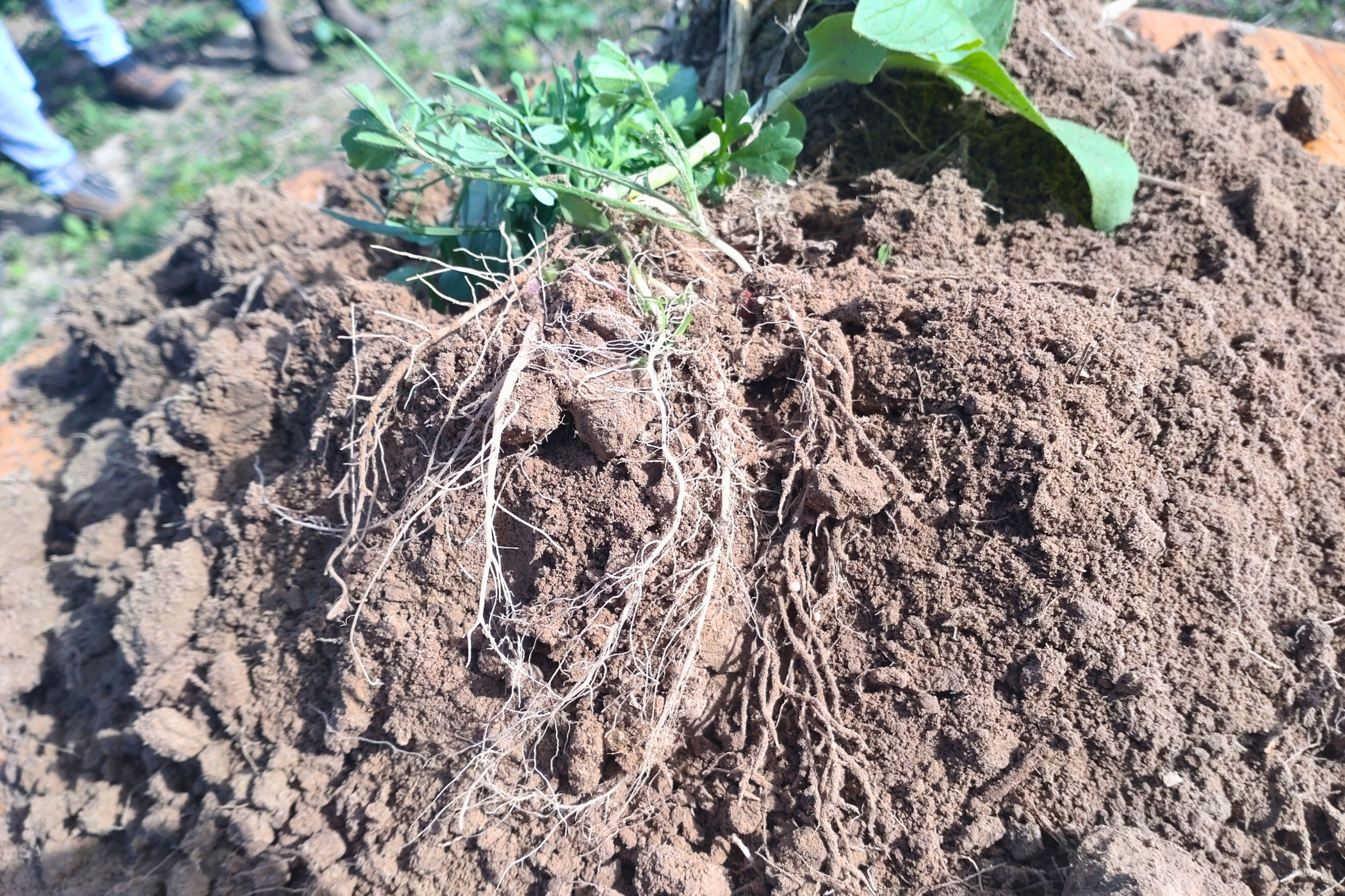 Praxis-Dialog Regenerative Landwirtschaft