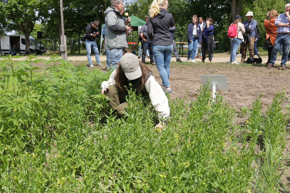 Eine Frau kniet in blühendem Leindotter. Hinter ihr sprechen Menschen miteinander und tauschen sich über die in den Parzellen angelegten Kulturen aus. Ein Mann mit Mikrofon erklärt einzelne Besonderheiten. Foto: Julian Delbrügge (ILU)
