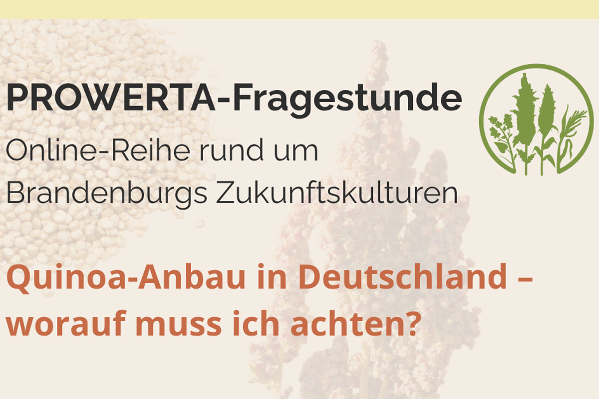 Online-Veranstaltung zu Quinoa am 8. Dezember 2025 - Powerta