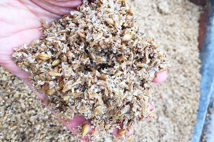 Die Reste aus der Bierproduktion nennt man Treber. Hier liegt er auf einer männlichen Hand, herausgegriffen aus einer großen Wanne.